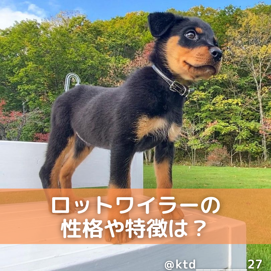 ロットワイラーの性格は温厚 特徴や飼い方 しつけのコツ 注意したい病気も解説 Moffme