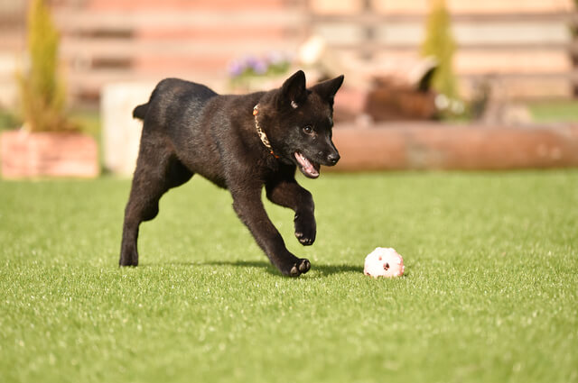 甲斐犬の性格や特徴は 飼い方のコツや寿命 毛色やしつけ方等も解説 Moffme