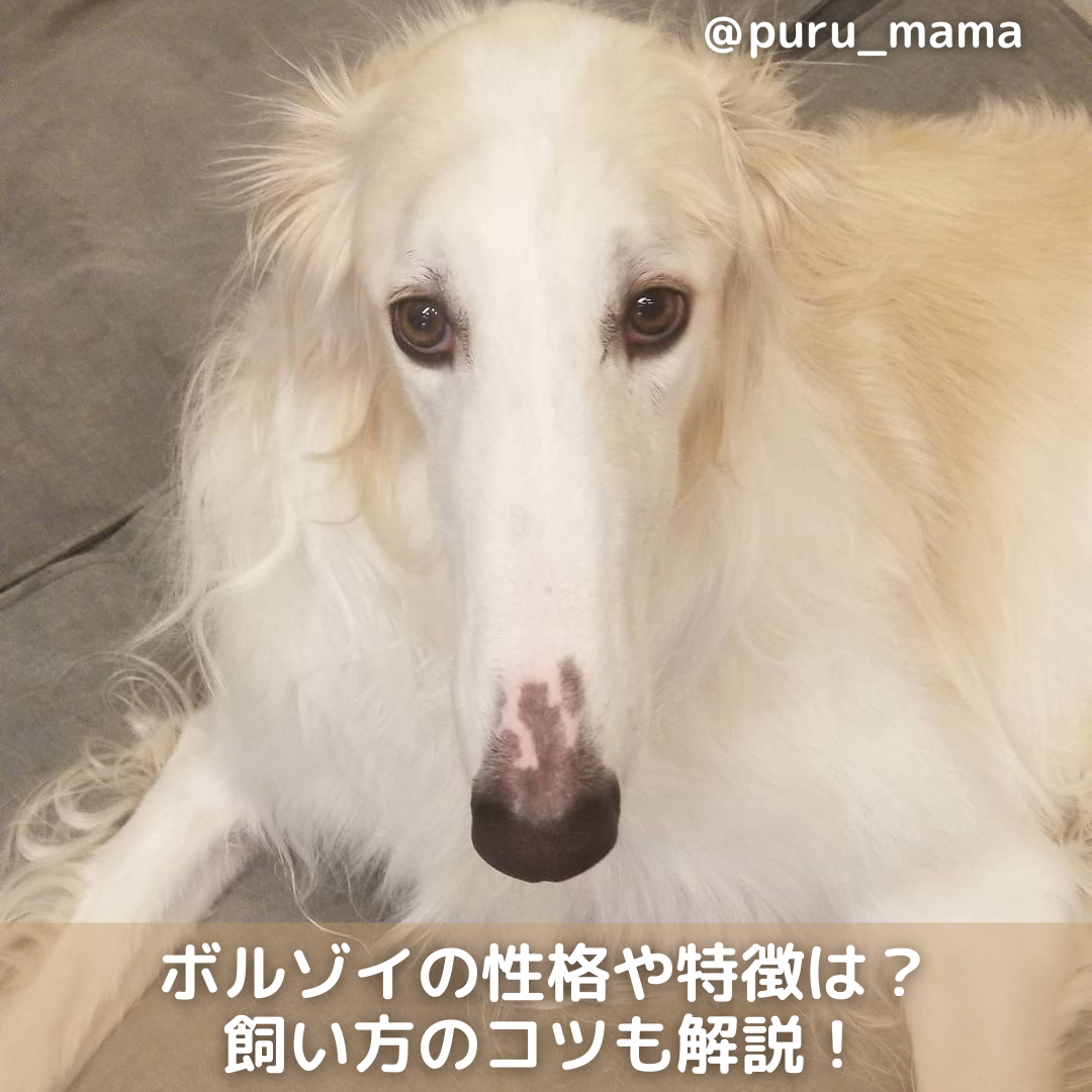 ボルゾイの性格や特徴は 飼い方のコツや寿命 しつけ方も解説 Moffme