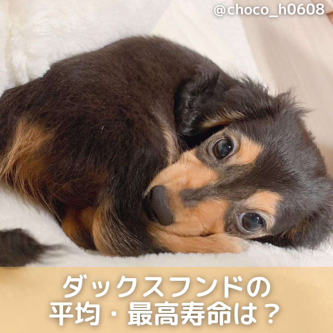 大きい 世界 で 一 犬 番