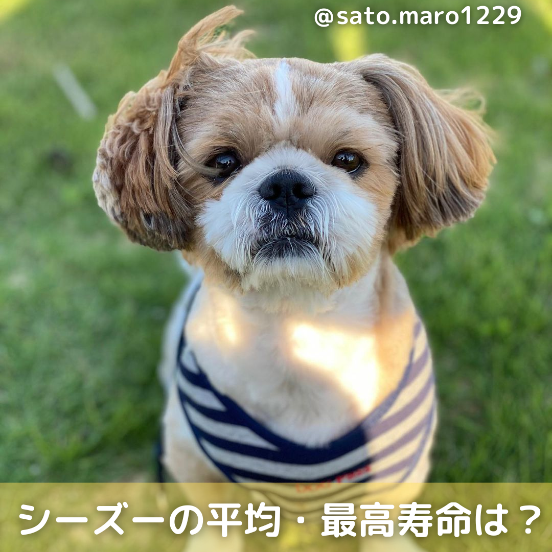 獣医師監修 シーズーの平均 最高寿命は 心臓病に注意 長生きのコツを徹底解説 Moffme