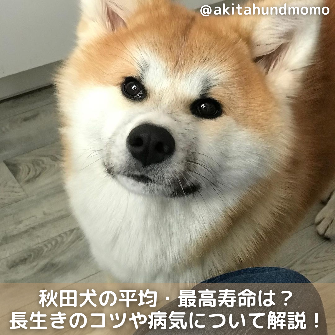 獣医師監修 秋田犬の平均 最高寿命は 飼い方 長生きのコツも解説 Moffme