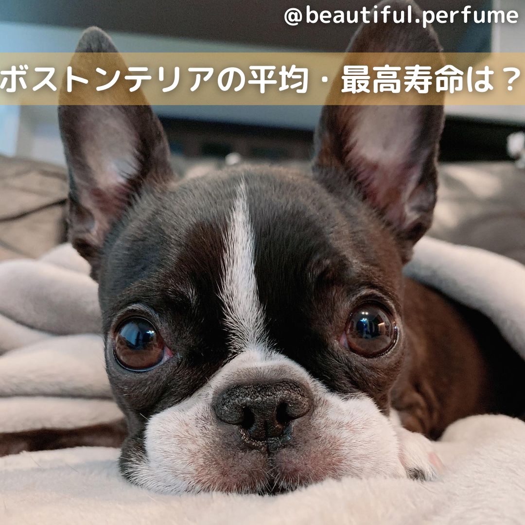 獣医師監修 ボストンテリアの平均 最高寿命は 飼い方 長生きのコツも解説 Moffme