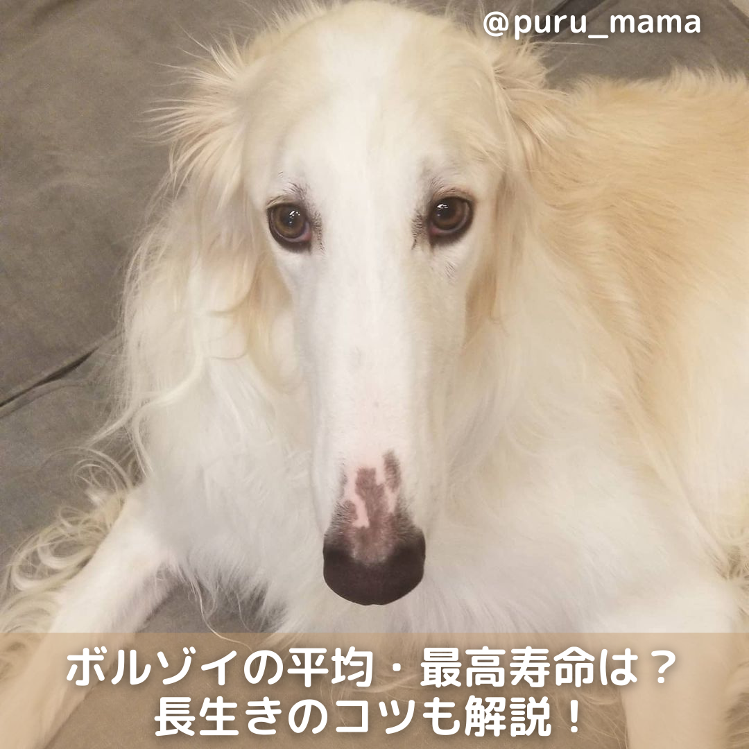 獣医師監修 ボルゾイの平均寿命は短い 飼い方 長生きのコツも解説 Moffme