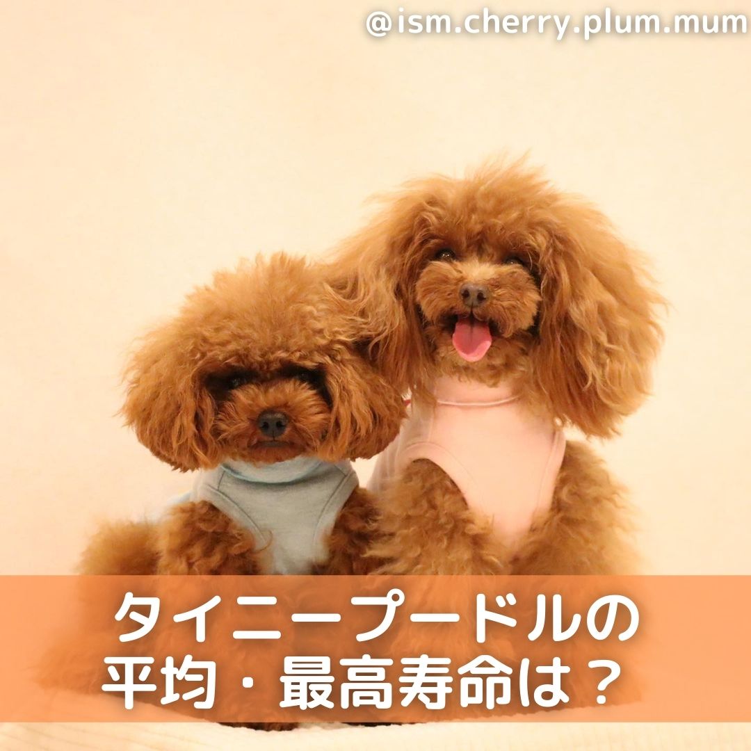 獣医師監修 タイニープードルの平均寿命は かかりやすい病気 長生きのコツも解説 Moffme