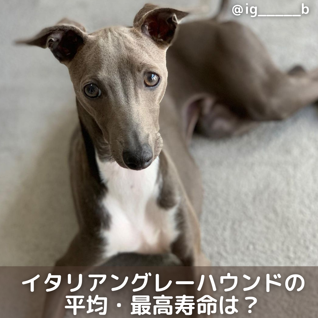 獣医師監修 イタリアングレーハウンドの平均寿命は かかりやすい病気も解説 Moffme