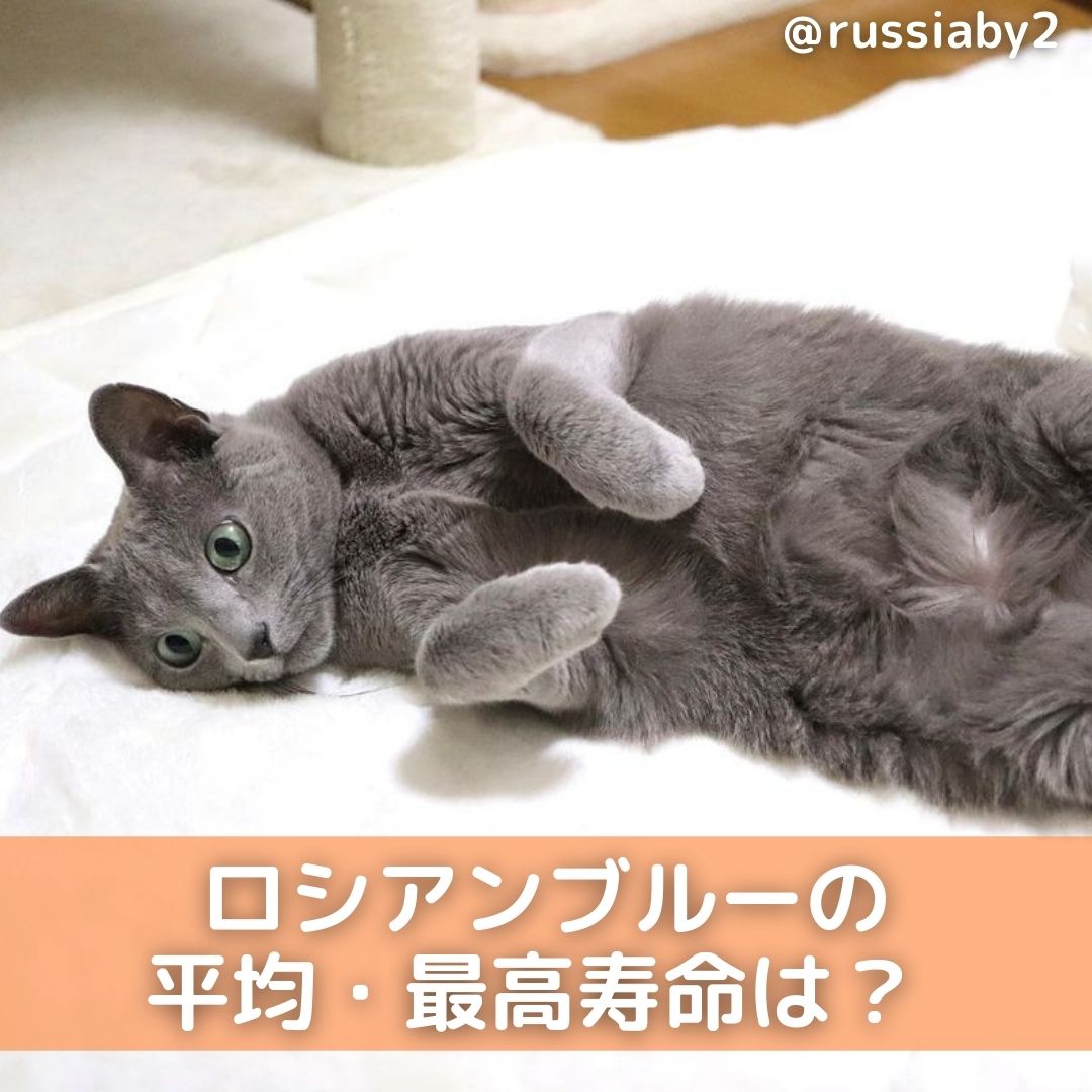 獣医師監修 ロシアンブルーの平均 最高寿命は かかりやすい病気についても解説 Moffme