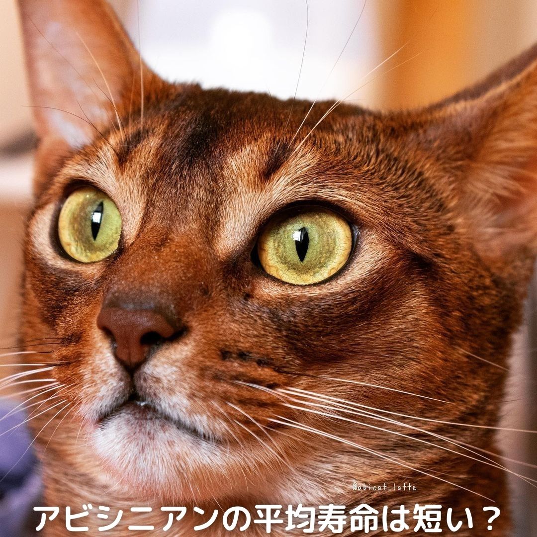 獣医師監修 アビシニアンの平均寿命は短い 最高寿命は 猫の長生きのコツ等も解説 Moffme
