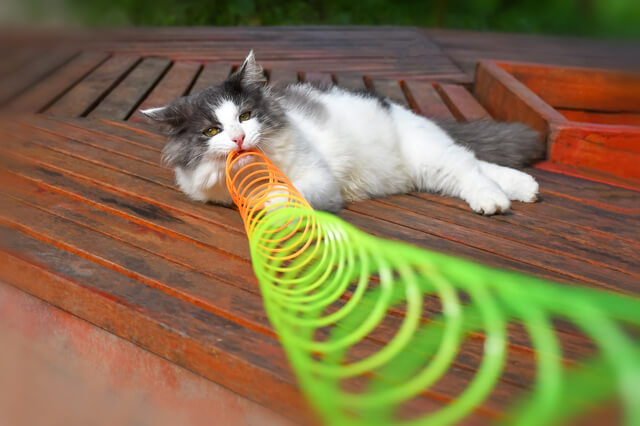 獣医師監修 ラガマフィンの平均 最高寿命は何歳くらい 長生きのコツも紹介 Moffme