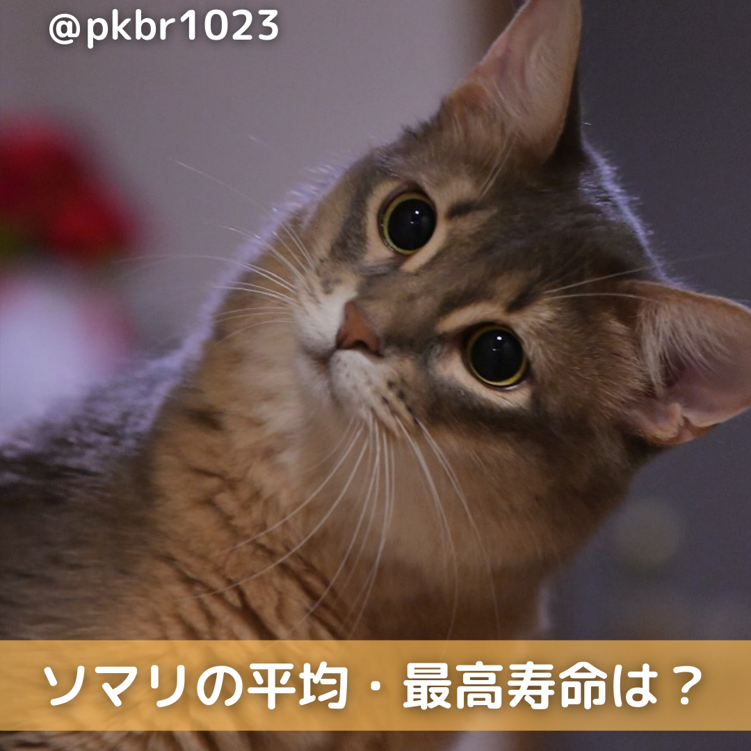 獣医師監修 ソマリの平均 最高寿命は短い 病気や長生きのコツ等も解説 Moffme