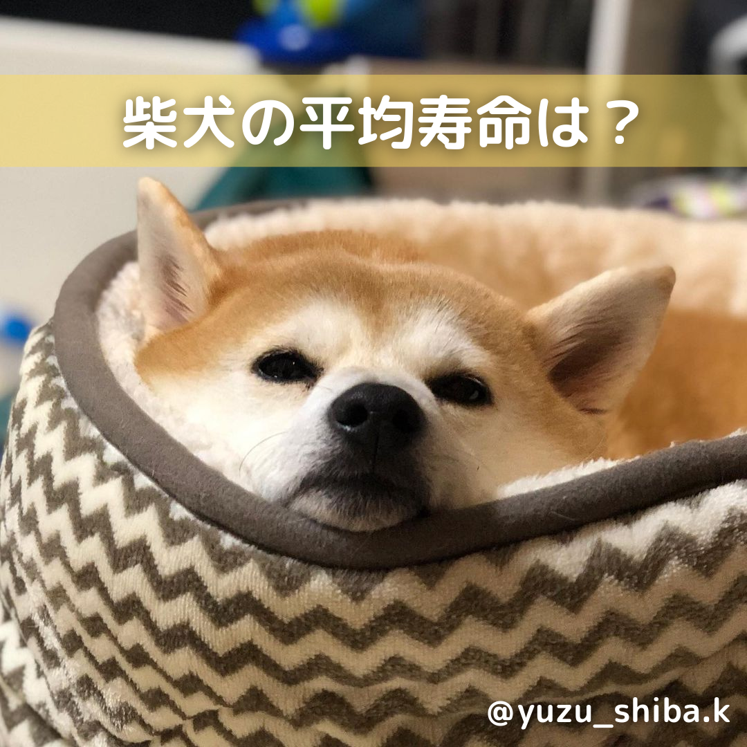 の 寿命 犬 平均