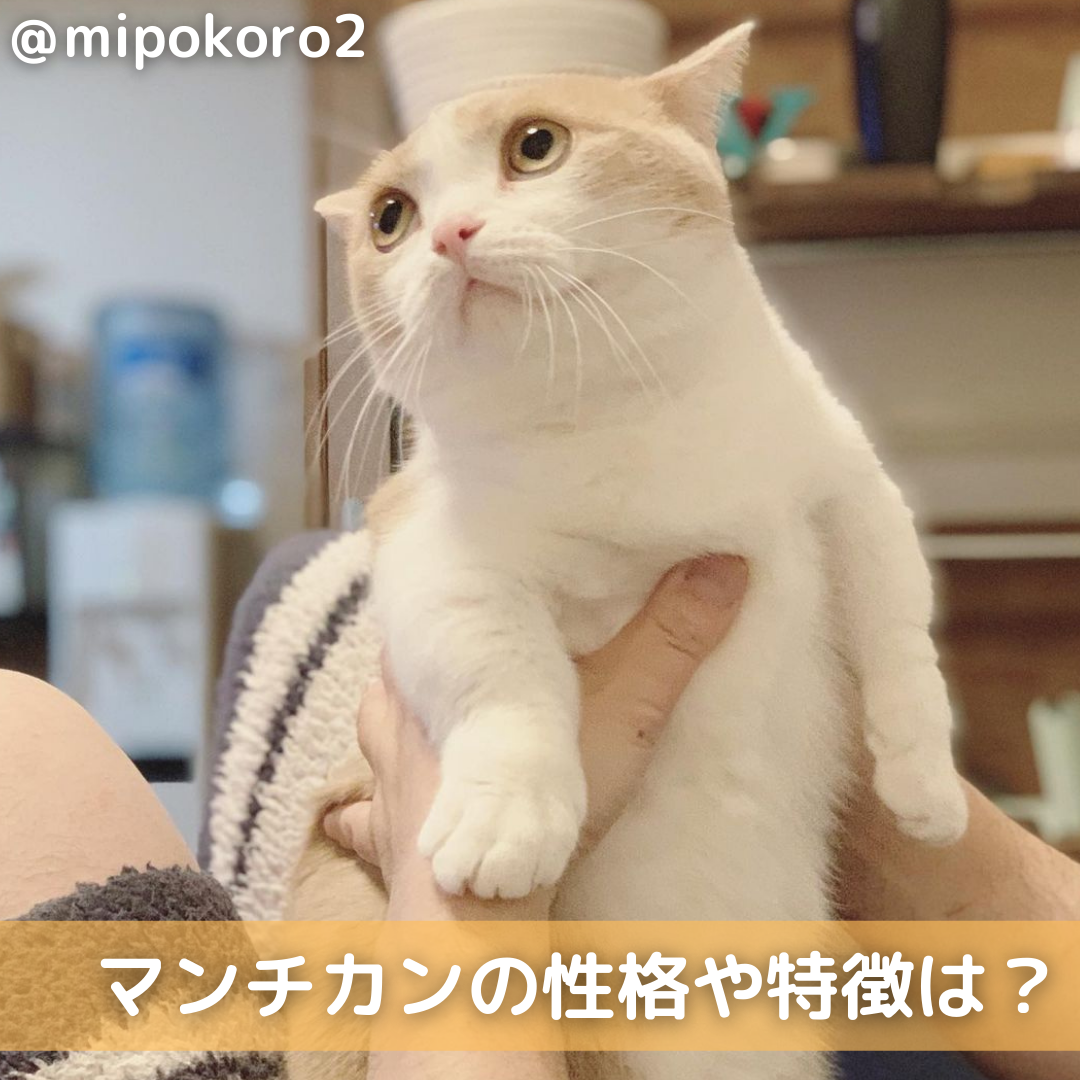 鹿児島県のマンチカンのブリーダーを探す｜みんなの子猫ブリーダー Manntikann 成猫