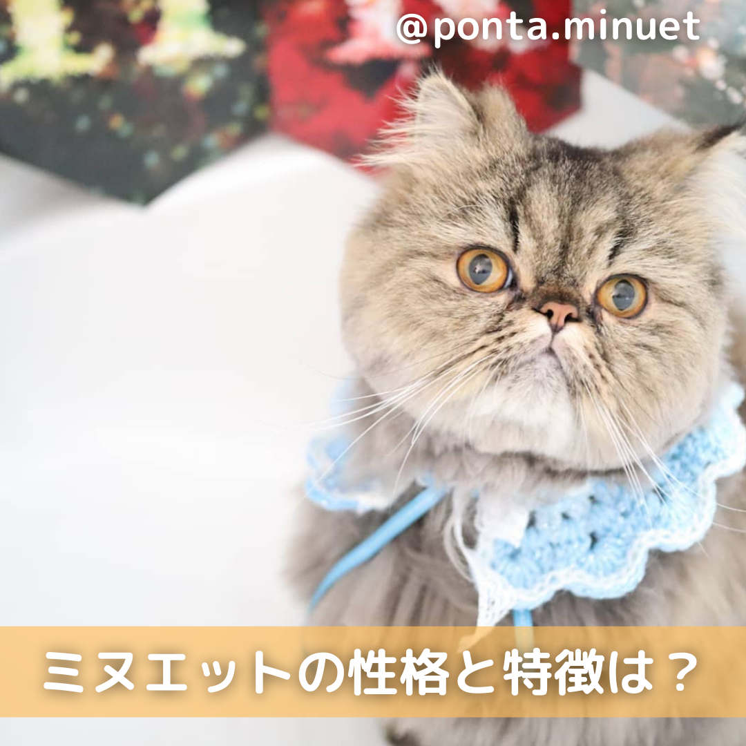 ミヌエット ナポレオン猫 の性格と特徴とは オスとメスの性格の違いとは Moffme