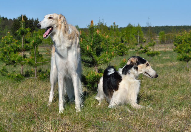 サルーキの性格や特徴は 飼い方のコツやしつけ 病気について解説 Moffme