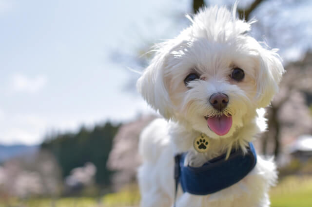 マルチーズの性格や特徴は 飼い方や歴史 注意点についても解説 Moffme
