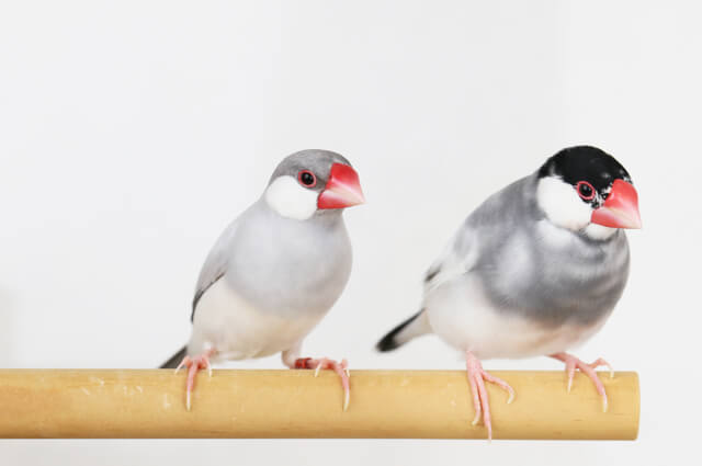 獣医師監修 文鳥の平均寿命はオスとメスで違う 長生きのコツも紹介