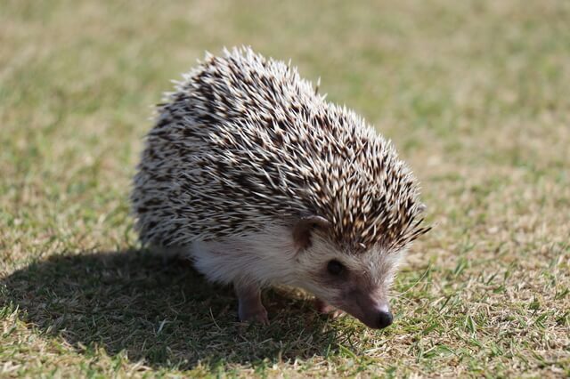 獣医師監修 ハリネズミの平均寿命は短い 長生きする飼い方も紹介