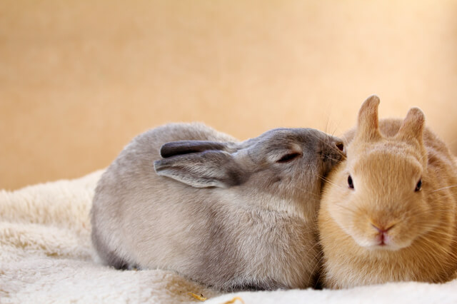 寿命 うさぎ 【獣医師監修】ウサギの寿命について。長生きしてもらうためにできること