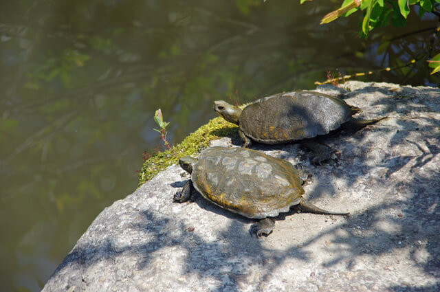 獣医師監修 ニホンイシガメの平均寿命は 長生きする飼い方のコツも解説 Moffme