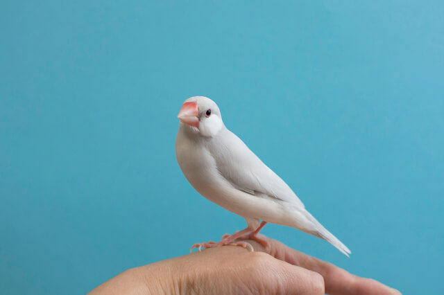 獣医師監修 桜文鳥をペットに 寿命 特徴 種類 費用 手乗りできるかを解説