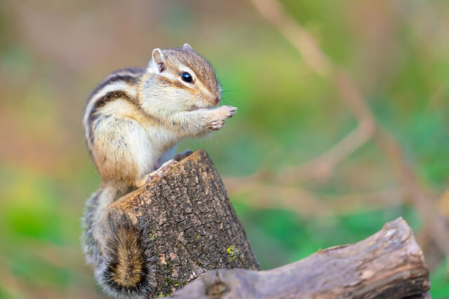 シマリス ペット