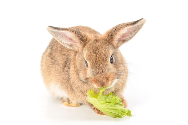 うさぎの性格を徹底解説 特徴や種類別の性格 飼い方のコツも解説 Moffme