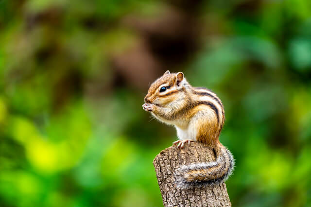 リスの性格や特徴は 購入方法や選ぶ際のポイントなど徹底解説 Moffme