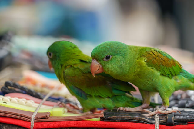 マメルリハインコの性格は悪い オスとメスの違いや飼い方を紹介