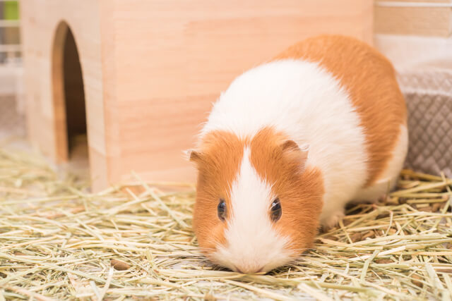 モルモットは人になつく なつかない理由 なつかせ方のコツを解説 Moffme