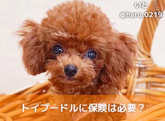 犬 トイプードル 保険のペット保険比較 おすすめ順