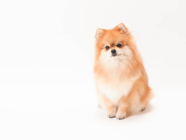 犬 ポメラニアン 保険のペット保険比較 おすすめ順