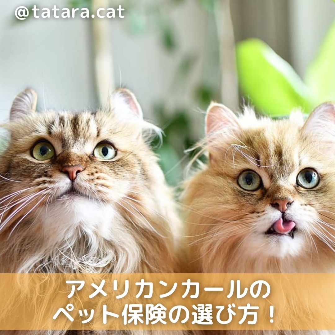 アメリカンカールのペット保険の選び方 病気についても解説 Moffme