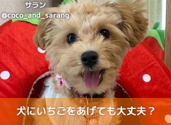 犬にいちごをあげても大丈夫 与えるべき量や注意点などを分かりやすく解説 Moffme