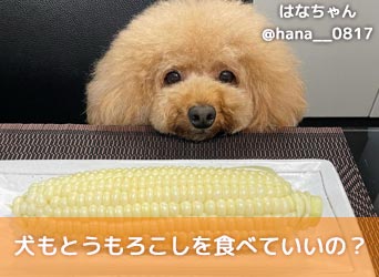 犬もとうもろこしを食べていいの とうもろこしアレルギーについても解説