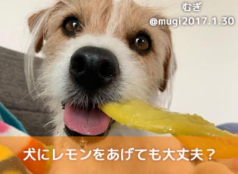 犬にレモンをあげても大丈夫 正しい与え方や注意事項について Moffme