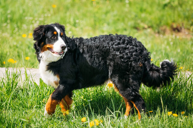犬 バーニーズ マウンテン ドッグ 0歳のペット保険比較 おすすめ順