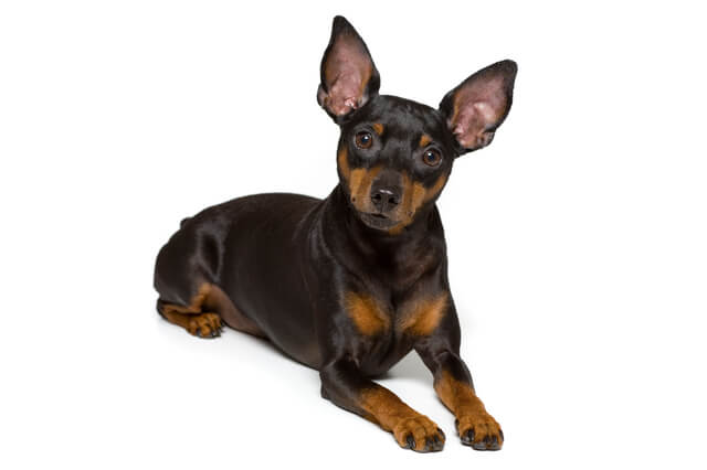 犬 ミニチュア ピンシャー 0歳のペット保険比較 おすすめ順