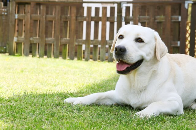 ペット 安い 保険