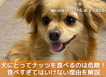 犬にとってナッツを食べるのは危険 食べすぎてはいけない理由を解説 Moffme