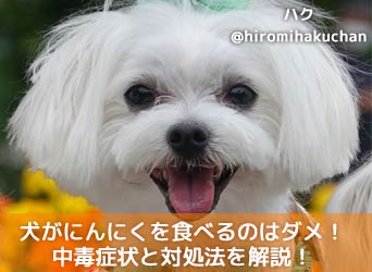 犬がにんにくを食べるのはダメ 中毒症状と食べた際の対処法を解説 Moffme