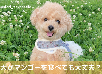 犬がマンゴーを食べても大丈夫 与え方と注意点について解説 Moffme