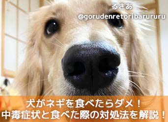 犬がネギを食べたらダメ 中毒症状と食べた際の対処法を解説 Moffme 犬がネギを食べたらダメ 中毒症状と食べた際の対処法を解説 Moffme