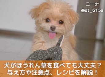 犬がほうれん草を食べても大丈夫 与え方や注意点 レシピを解説 Moffme