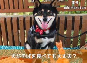 犬がそばを食べても大丈夫 注意点やアレルギーについても解説 Moffme
