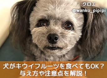 犬がキウイフルーツを食べても大丈夫 与え方や注意点を解説 Moffme