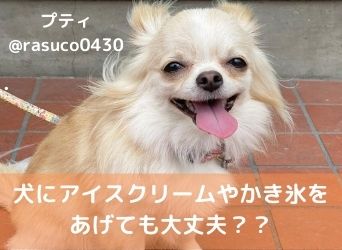犬にアイスクリームやかき氷をあげても大丈夫 暑い時に食べさせるレシピも紹介 Moffme