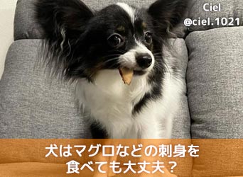 犬はマグロなどの刺身を食べても大丈夫 生は避けた方が無難かも