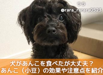 犬があんこを食べたが大丈夫 あんこ 小豆 の効果や注意点を紹介 Moffme 犬があんこを食べたが大丈夫 あんこ 小豆 の効果や注意点を紹介 Moffme