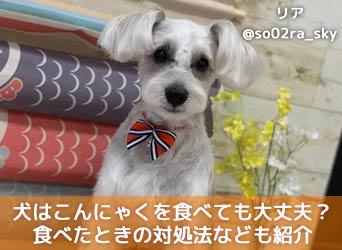 犬はこんにゃくを食べても大丈夫 食べたときの対処法なども紹介