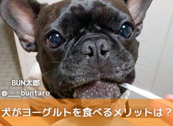 犬がヨーグルトを食べるメリットは 健康効果や注意点などを解説 Moffme